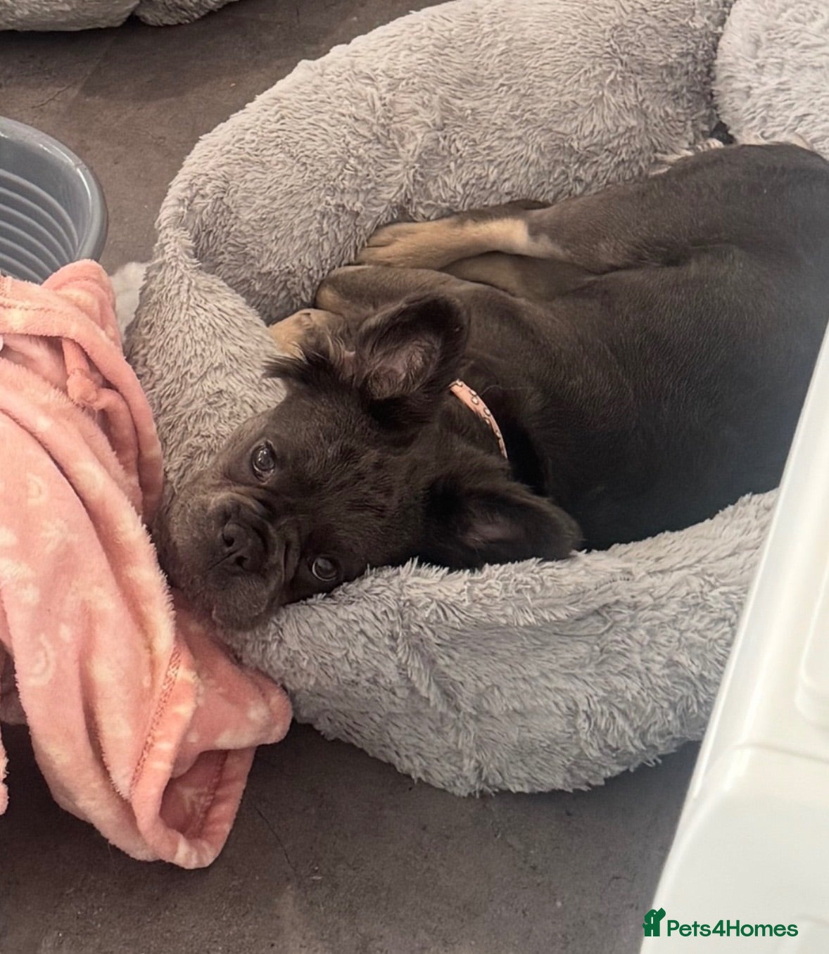 French Bulldog dogs Beautiful 7-month-old fluffy female French Bulldog - Advert 3