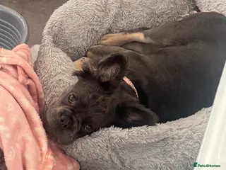 French Bulldog dogs Beautiful 7-month-old fluffy female French Bulldog - Advert 3