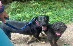 Mixed Breed dogs for adoption: Whiskey. Norwich Norfolk  - Image 13