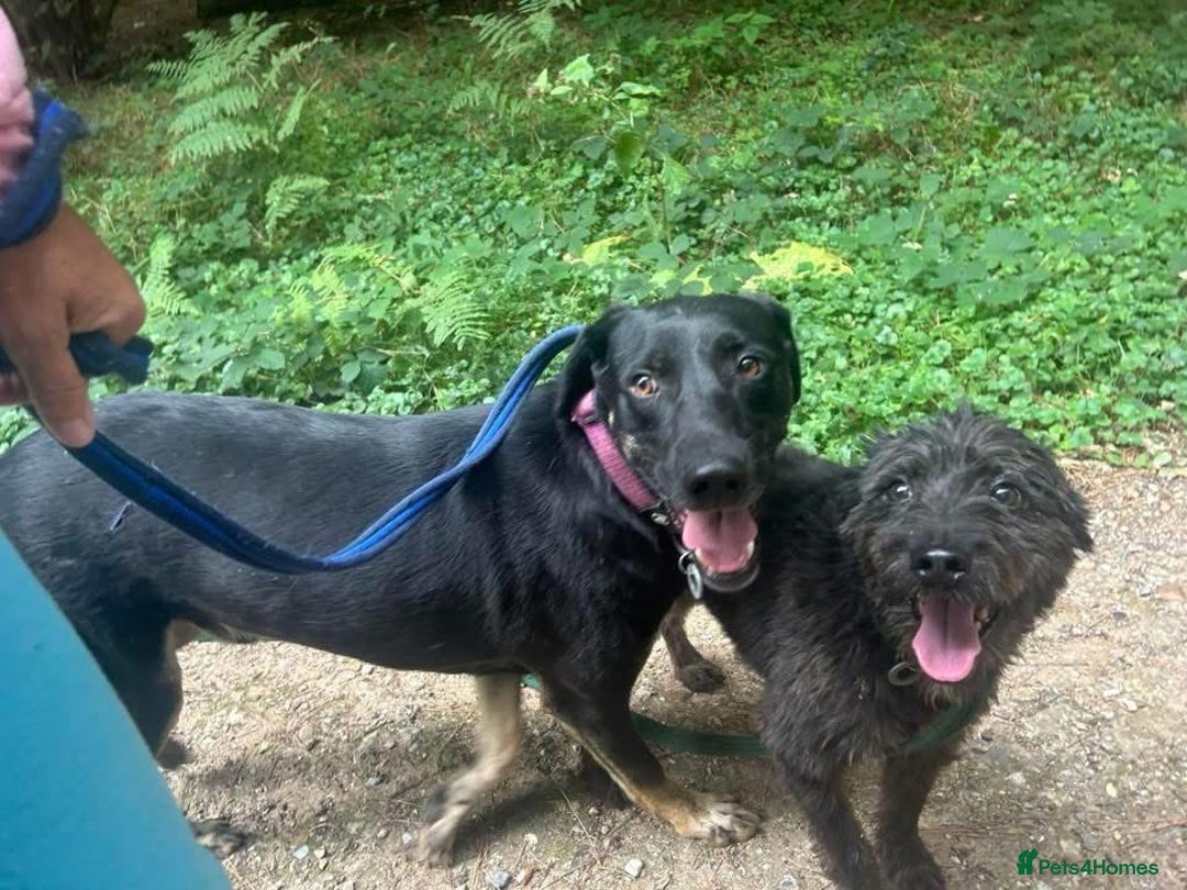 Mixed Breed dogs for adoption: Whiskey. Norwich Norfolk  - Image 13