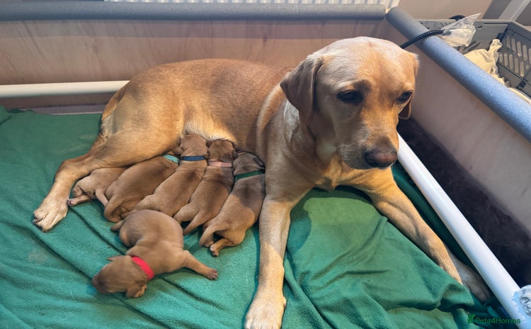 Labrador Retriever dogs - Advert 13