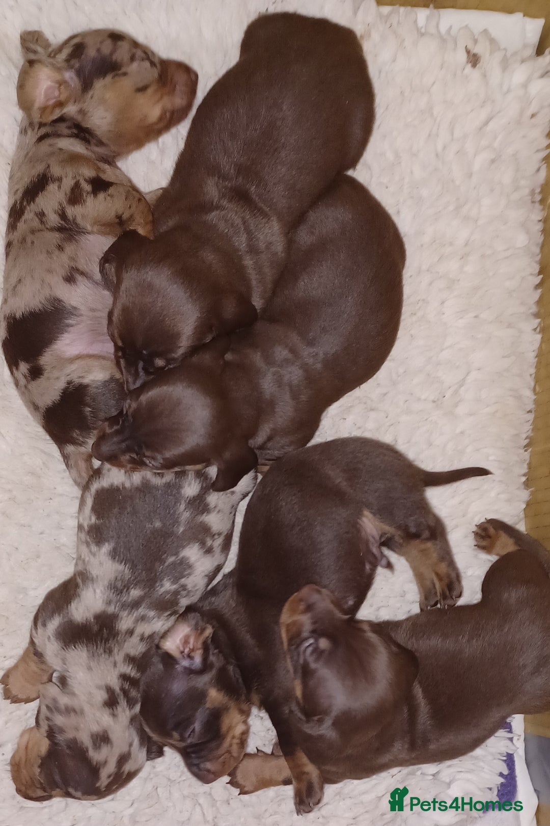 Miniature Dachshund dogs for sale: Chocolate Tan boy left - Image 9