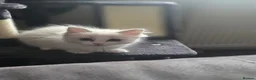 Ragdoll cats for sale: Ragdoll kitten for sale - Advert 3