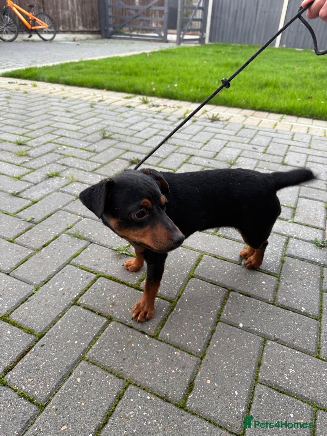 Jack Russell dogs for sale: Jack Russell terrier 15 months old - Advert 6