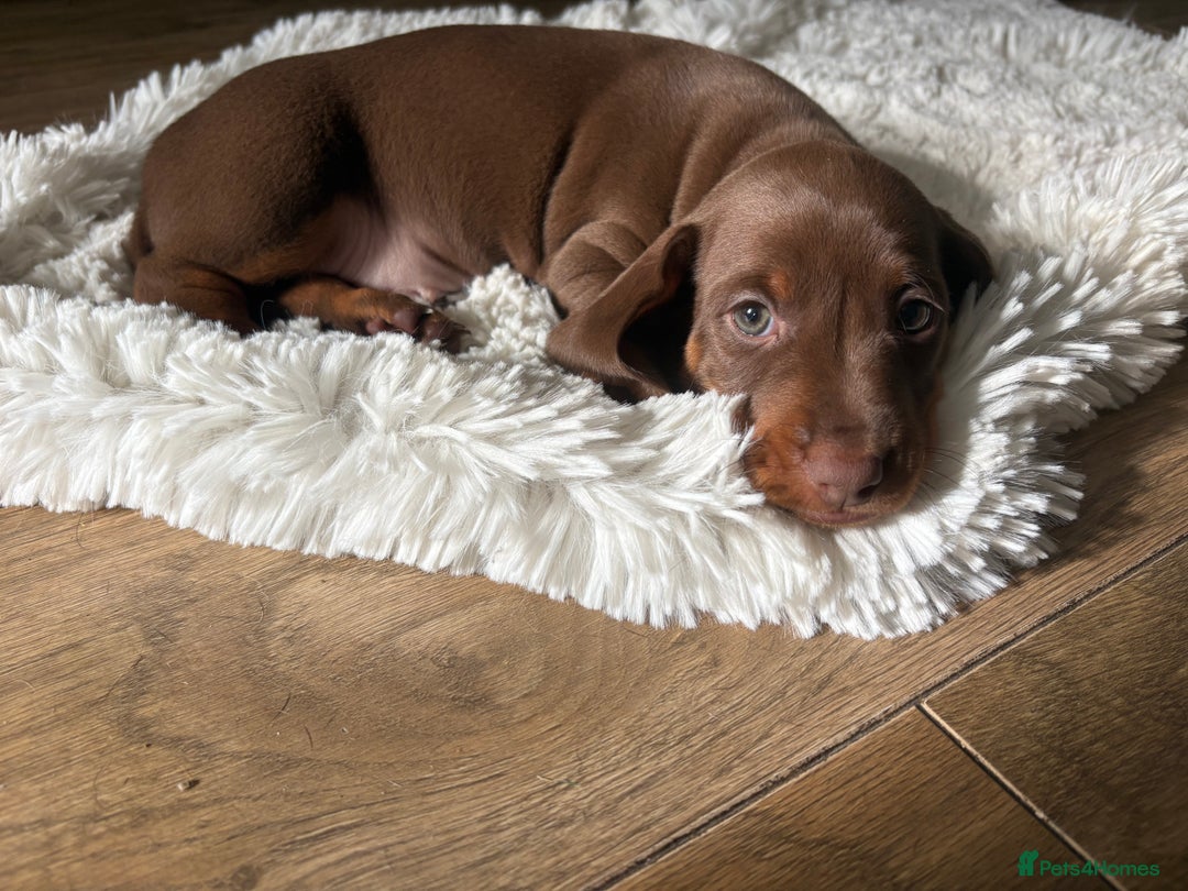 Miniature Dachshund dogs for sale: Miniature dachshund - Image 4