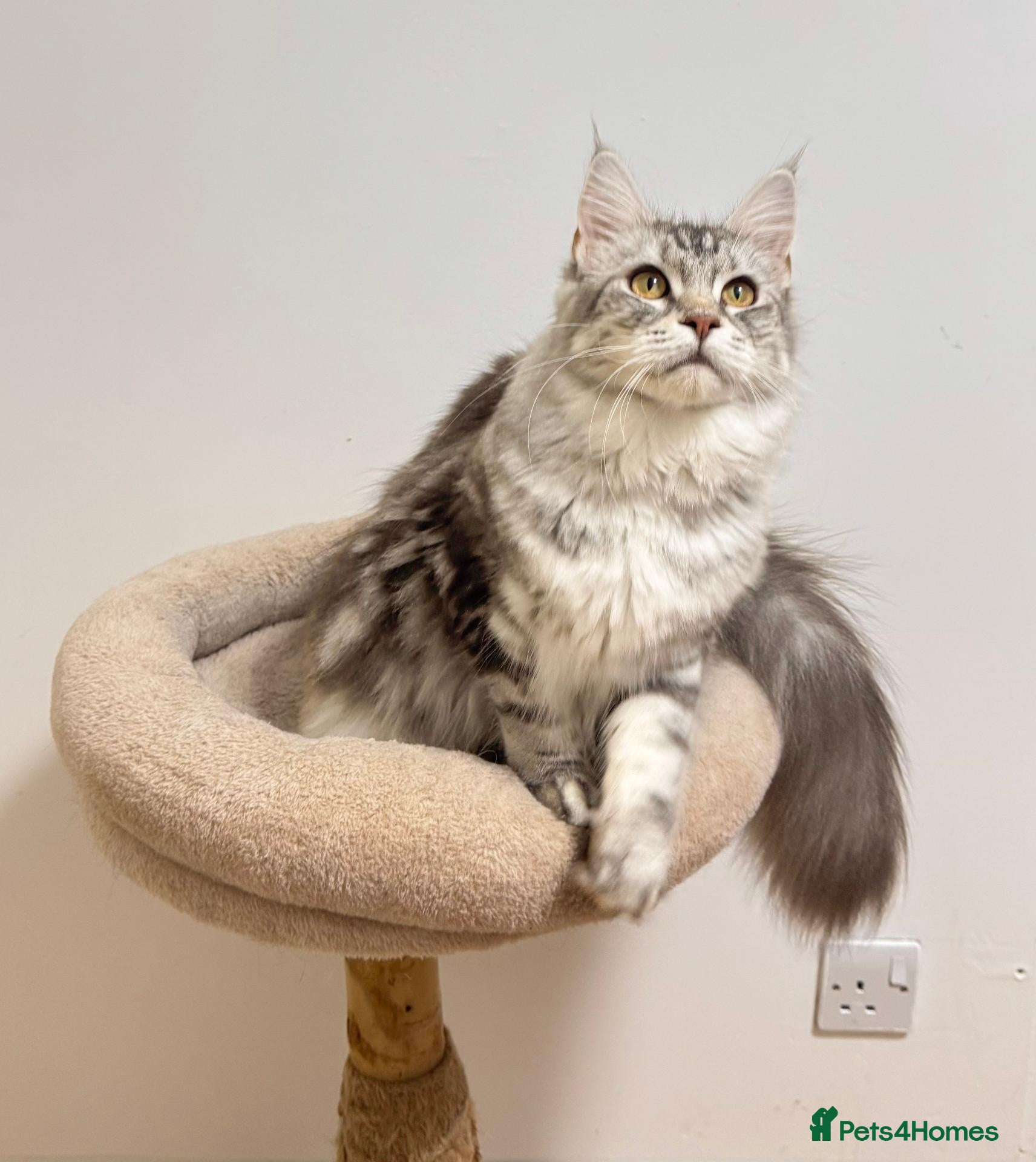Maine Coon cats Beautiful TICA-Registered Female Maine Coons Ready - Advert 1