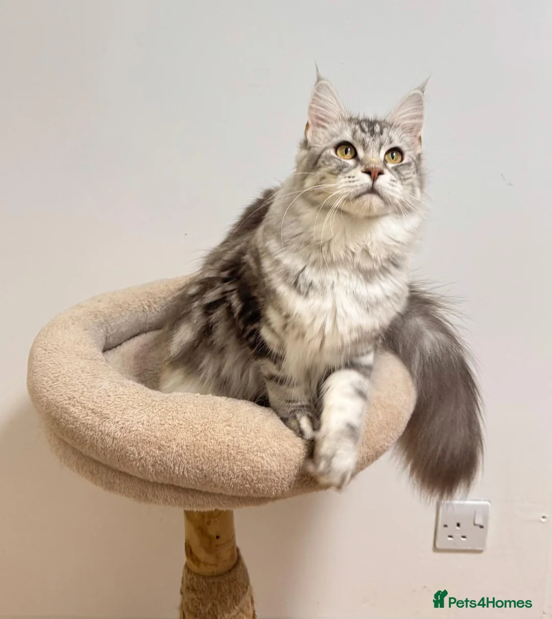 Maine Coon cats for sale: Beautiful TICA-Registered Female Maine Coons Ready - Advert 1