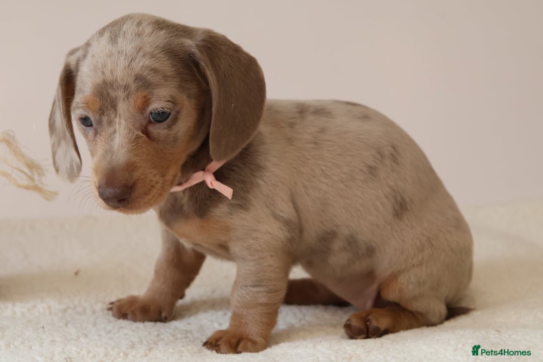 Miniature Dachshund dogs for sale: 🌟5StarsLicense+Holistic+KC+VetCheck+PRAClear - Image 28