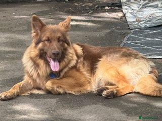 German Shepherd dogs in Chard - Advert 31