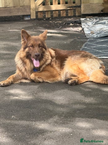 German Shepherd dogs in Chard - Advert 1