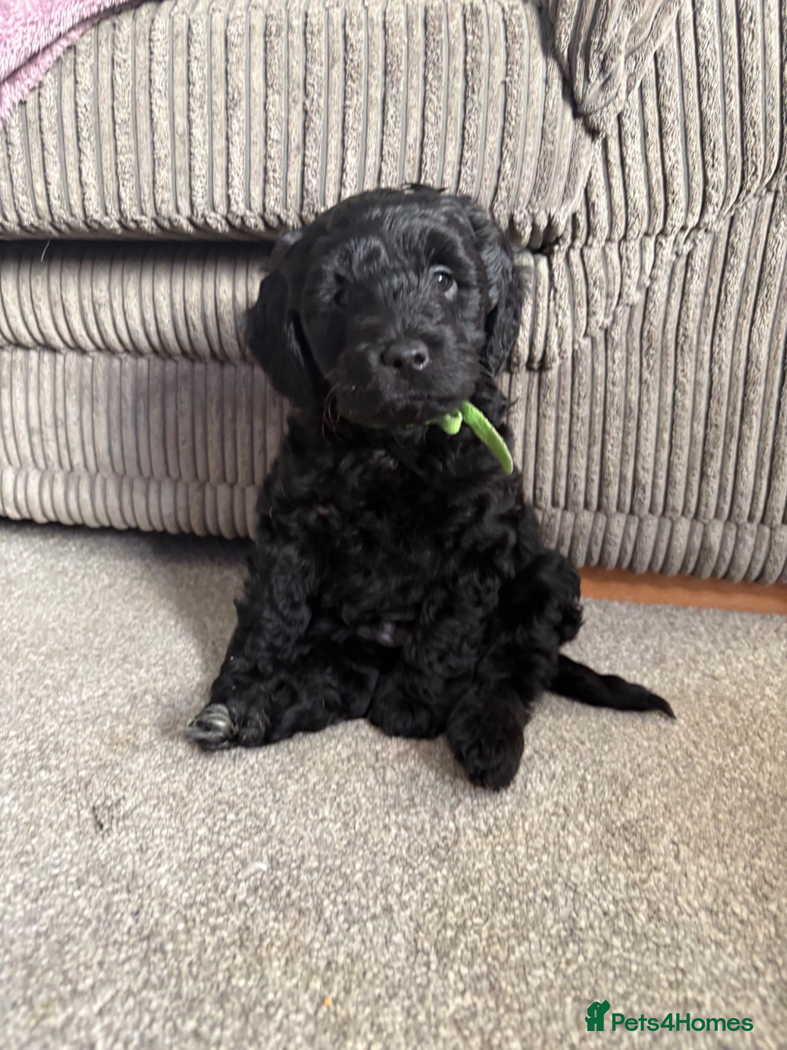 Mixed Breed dogs Cockapoo pups - Advert 6