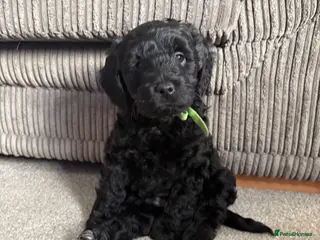 Mixed Breed dogs Cockapoo pups - Advert 6