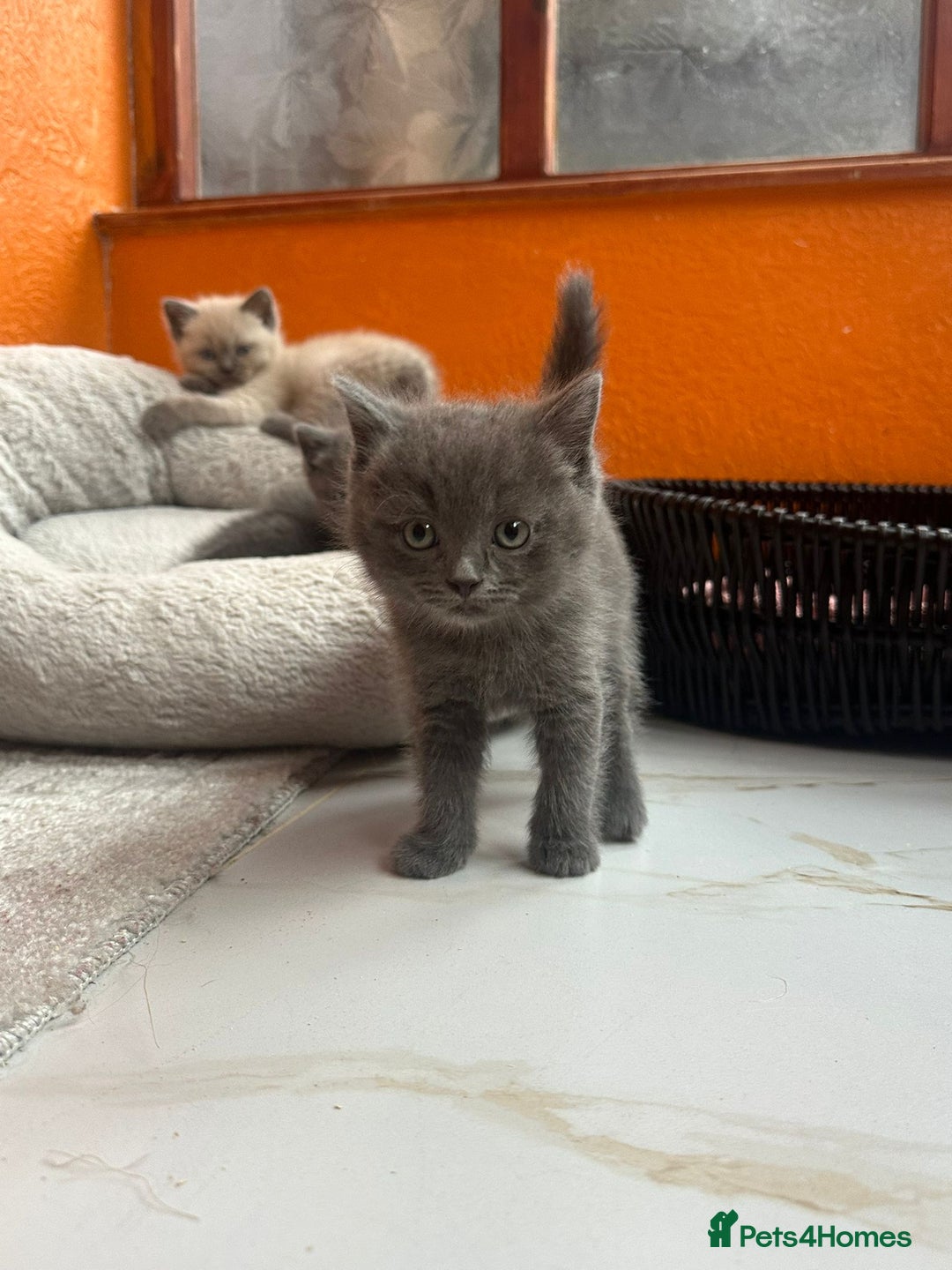 Mixed Breed cats for sale: Kittens  British ShorthaiR X Ragdoll  - Advert 3