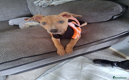 Mixed Breed dogs for sale: Male puppy for sale  - Image 1