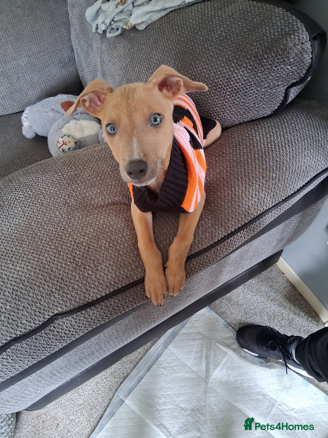 Mixed Breed dogs for sale: Male puppy for sale  - Image 1