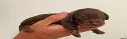 Miniature Dachshund dogs for stud: Tiny chocolate and tan miniature dachshund stud - Advert 22