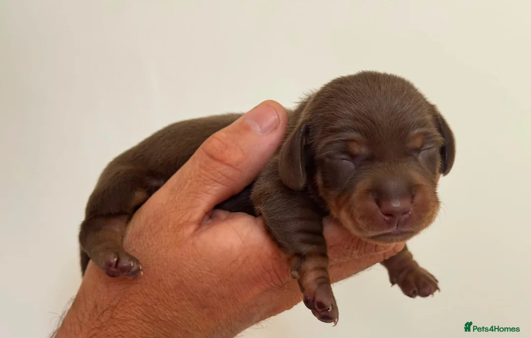 Miniature Dachshund dogs for stud: Tiny chocolate and tan miniature dachshund stud - Advert 22