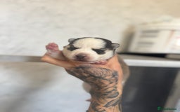 Pomsky dogs for sale: Lilac sired F2 masked Pomsky blue eyes  - Image 14