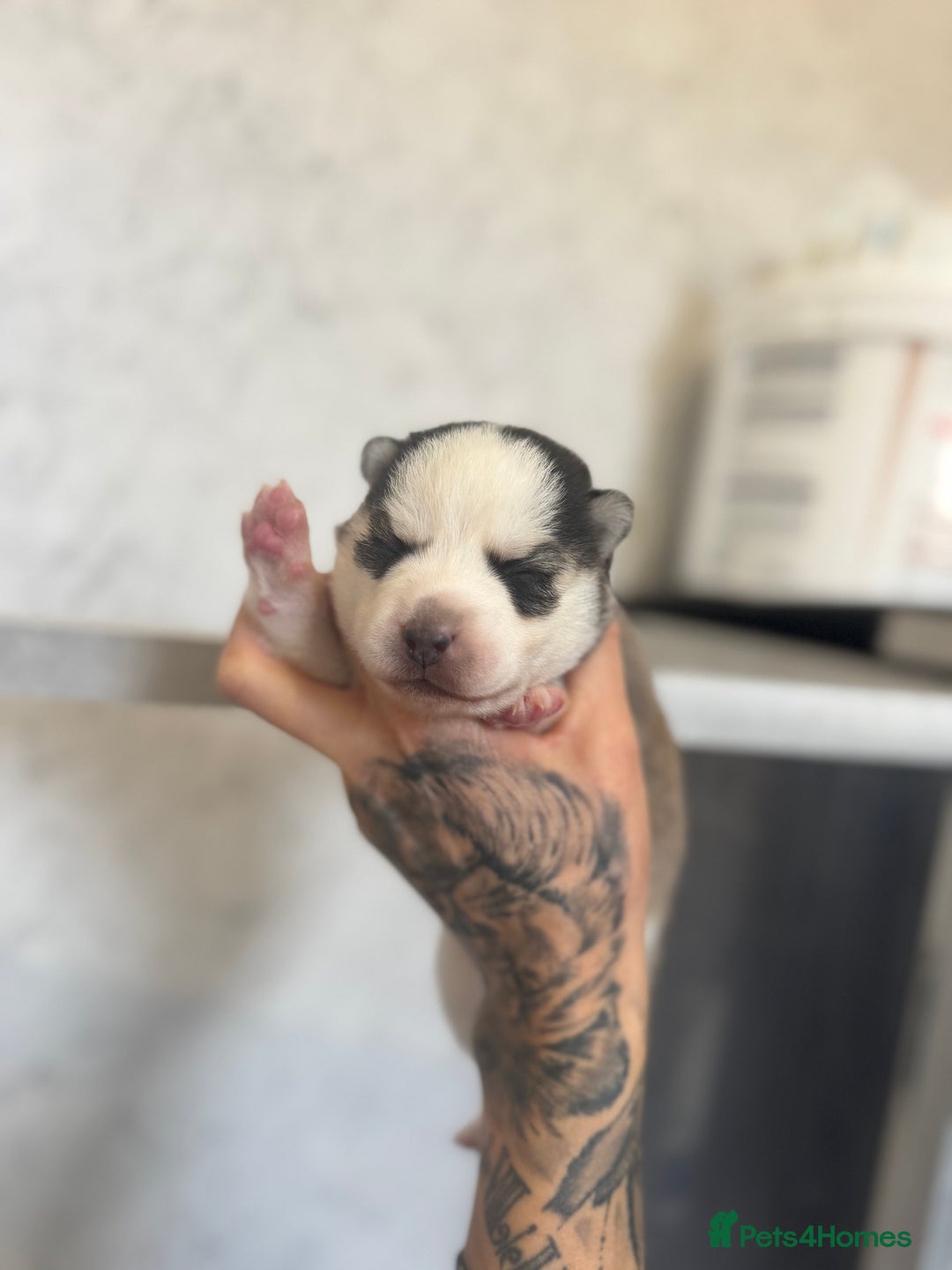 Pomsky dogs for sale: Lilac sired F2 masked Pomsky blue eyes  - Image 14