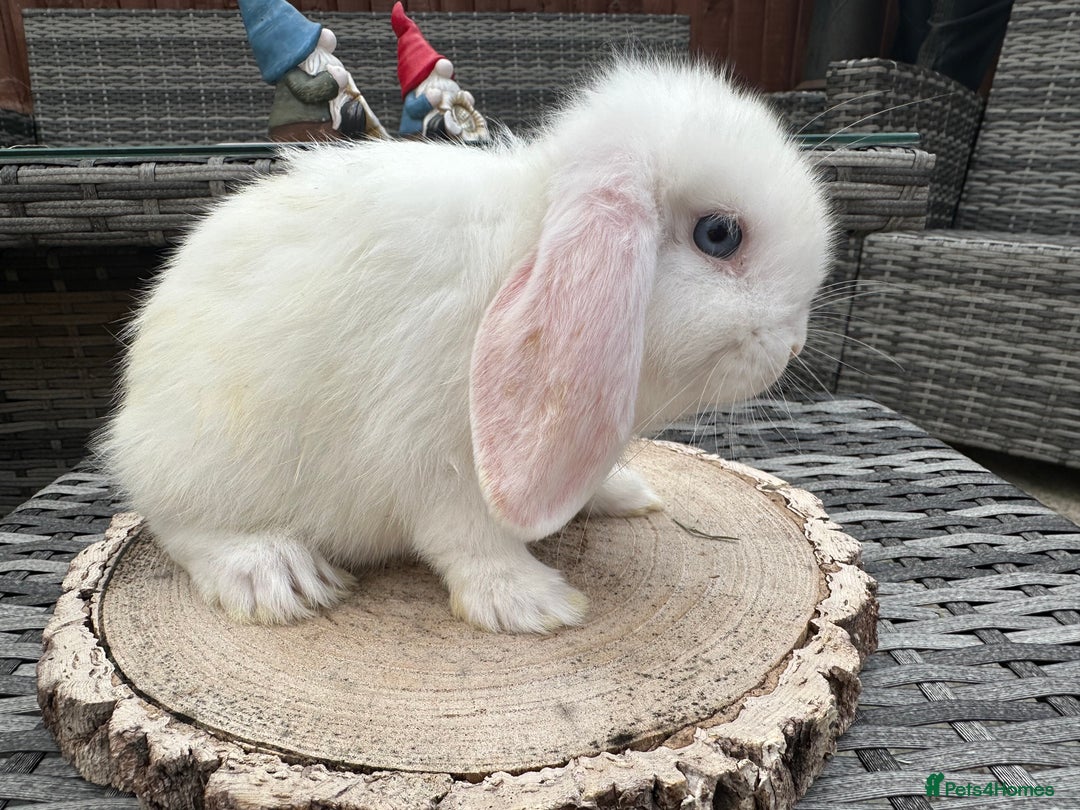 Mini Lop rabbits for sale: Stunning mini lops - Image 6