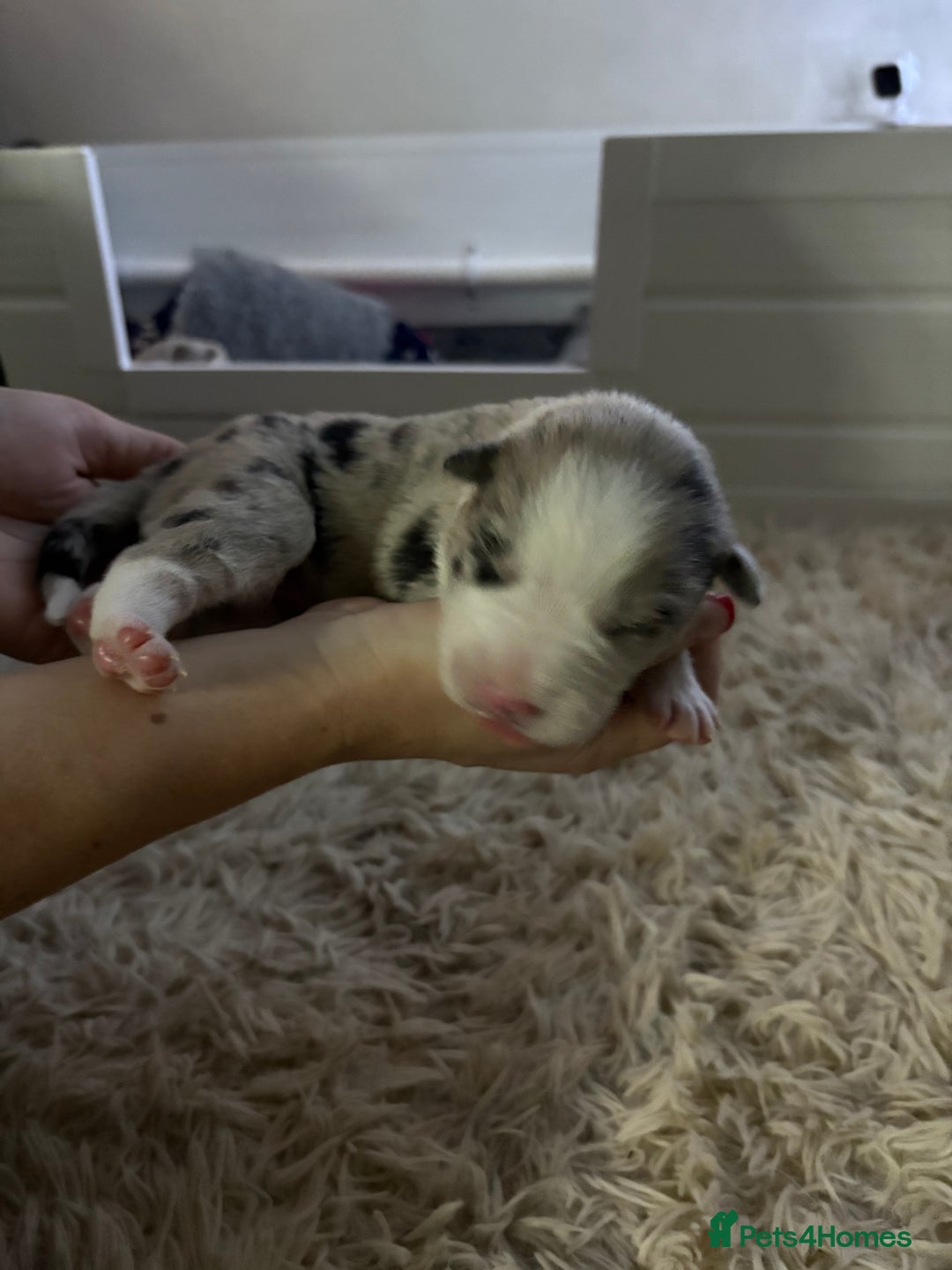 Border Collie dogs for sale: Border collie’s - Advert 7