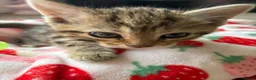 Bengal cats for sale: 4 month old F kitten  - Advert 5