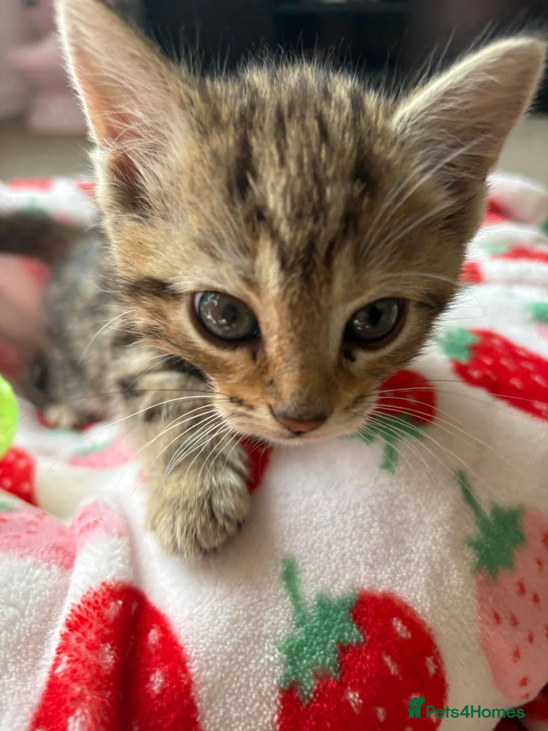 Bengal cats for sale: 4 month old F kitten  - Advert 5