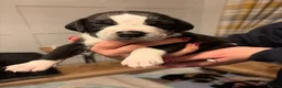 Mixed Breed dogs for sale: Stunning litter of Dalmatian Boxer mix - Advert 8