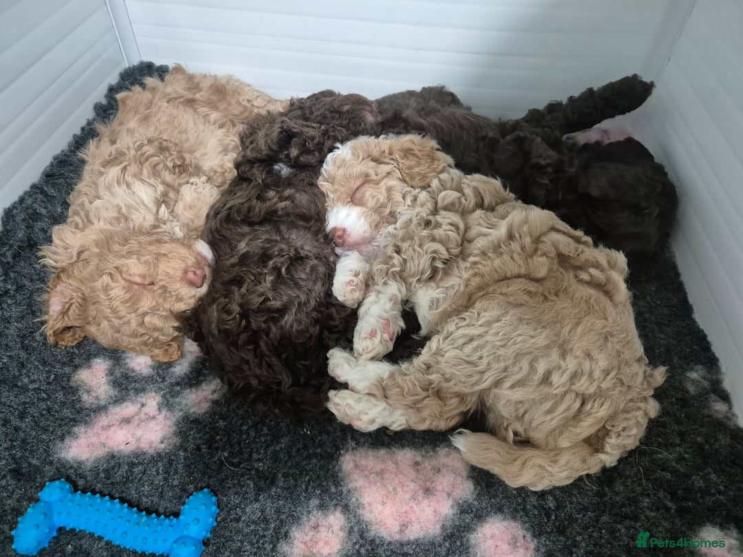 Labradoodle dogs for sale: Stunning F3 miniature labradoodles!  - Advert 17