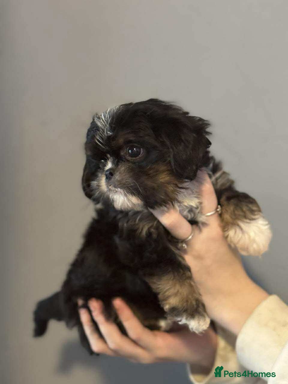 Cava Tzu dogs Absolutely amazing bundle of cuteness cava - shih - Advert 1