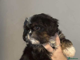 Cava Tzu dogs Absolutely amazing bundle of cuteness cava - shih - Advert 16