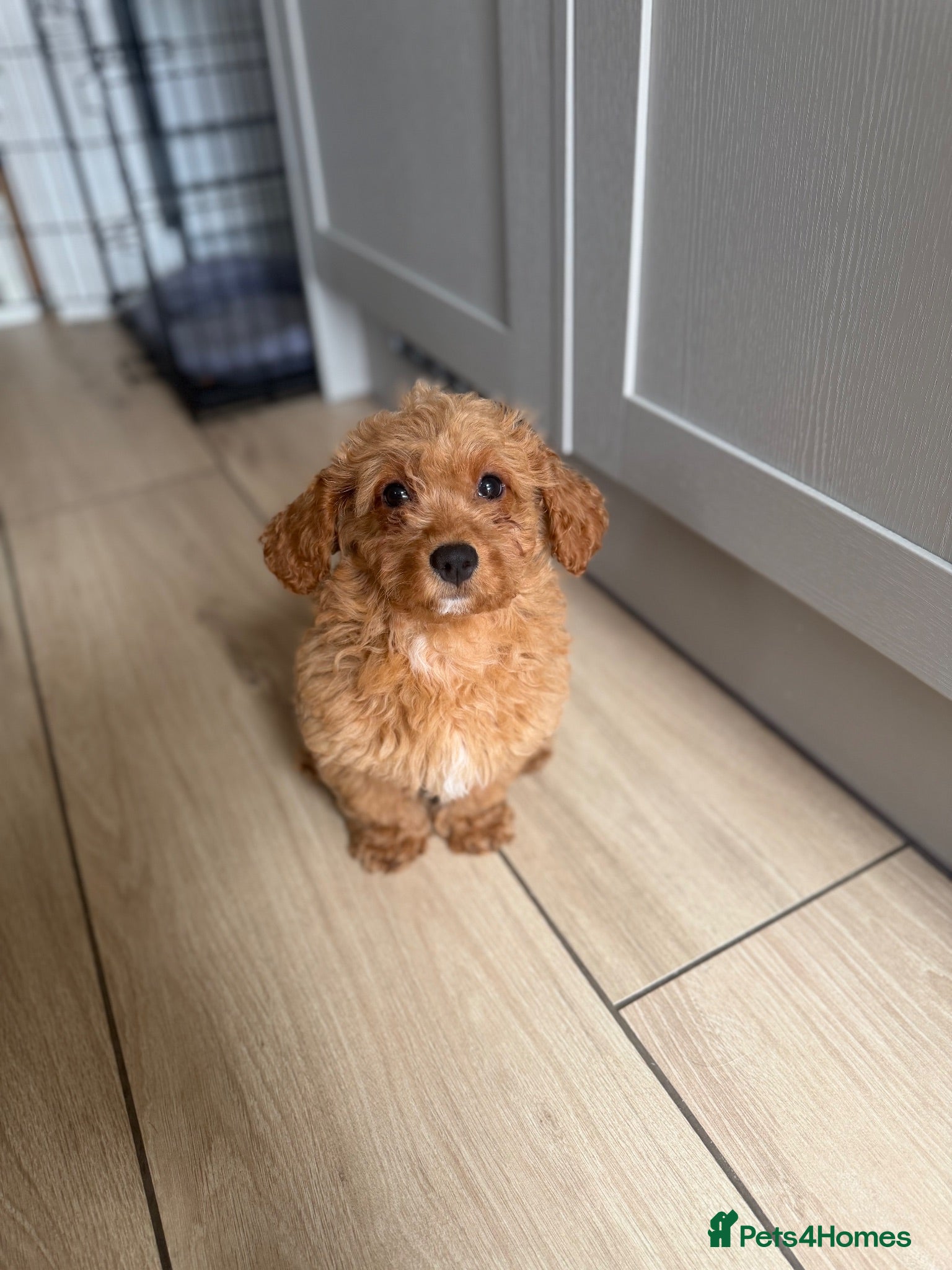 Cavapoochon dogs Last girl 💕 - Advert 1