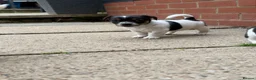 Jack Russell dogs for sale: 3 beautiful Jack Russell girls - Advert 11