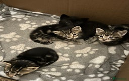 Bengal cats for sale: 3 Bengal mix kittens  - Image 19