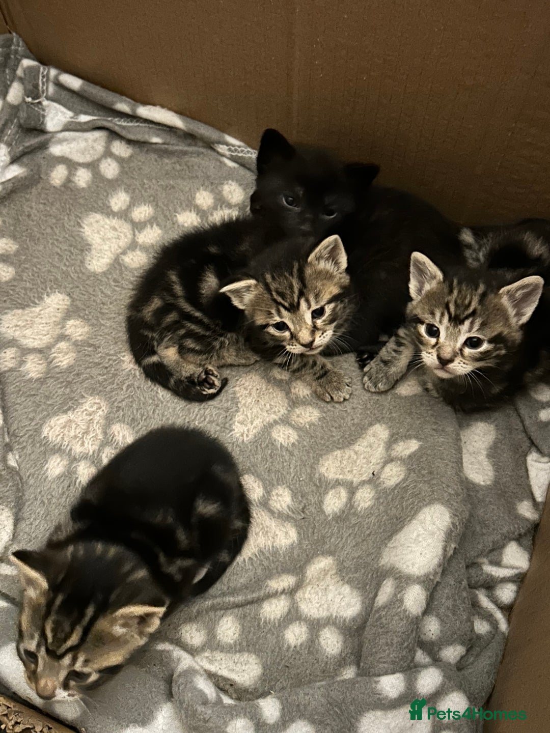 Bengal cats for sale: 3 Bengal mix kittens  - Image 19