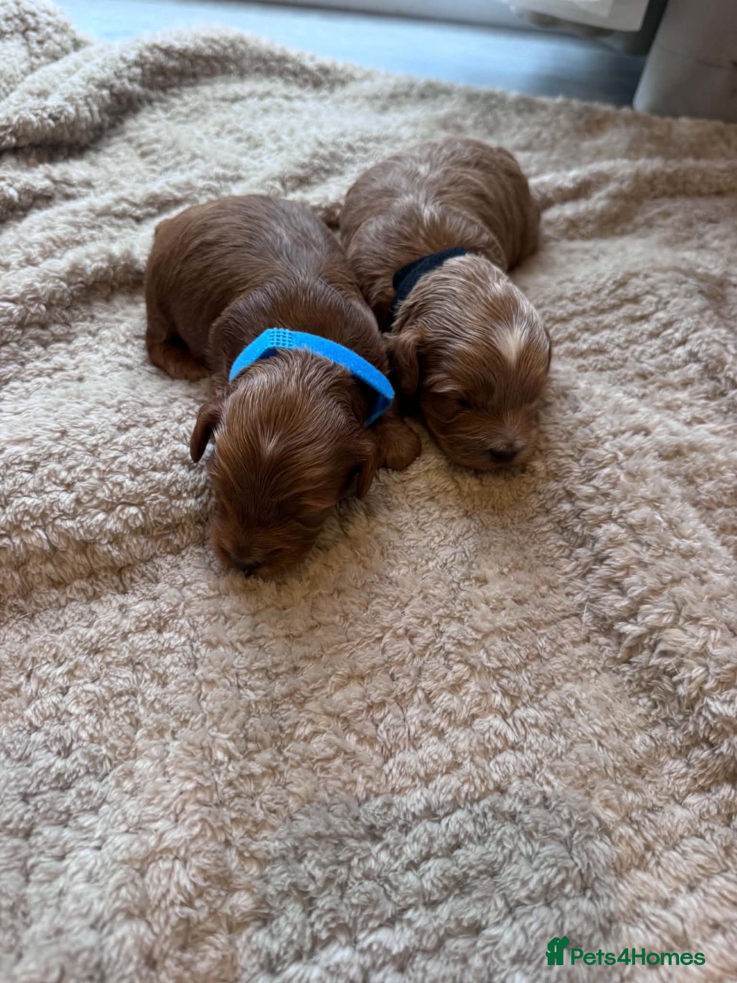Cockapoo dogs  Cockapoo puppies  - Advert 2