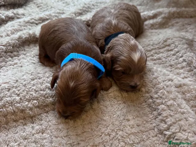Cockapoo dogs for sale: Cockapoo puppies - Advert 2