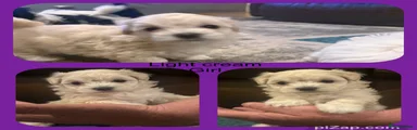 Maltipoo 3 cream girl