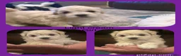 Maltipoo dogs for sale: Last girl left 6 wks old Beautiful maltipoo puppy - Advert 13