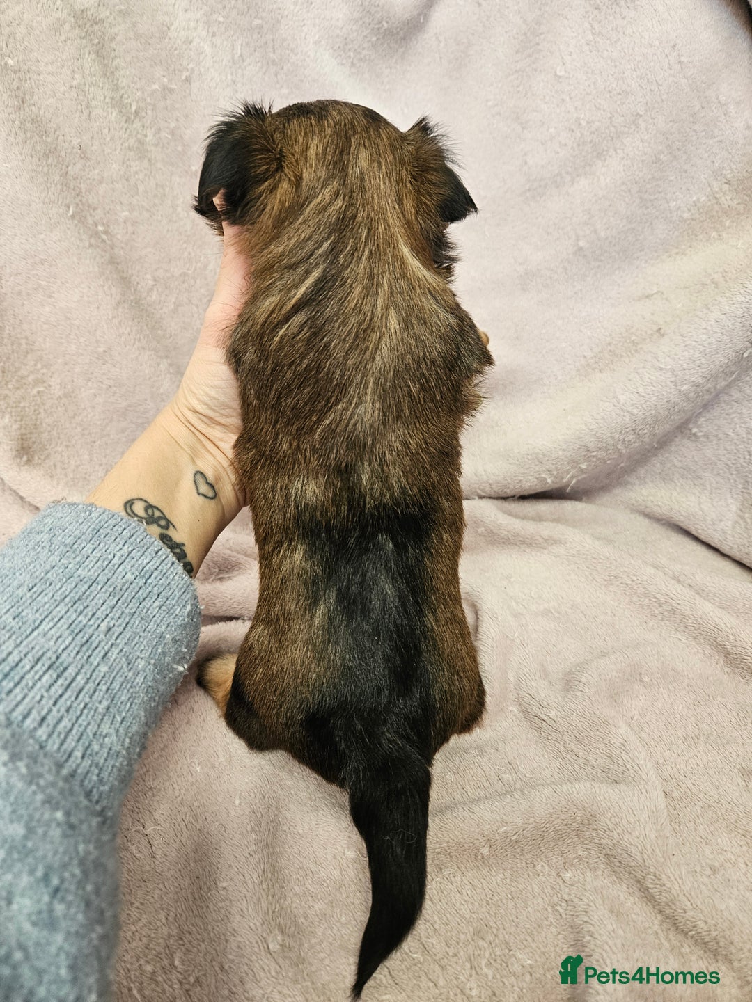 Yorkshire Terrier dogs for sale: ❤️ DNA Tested parents ❤️ Yorkie puppies  - Advert 10