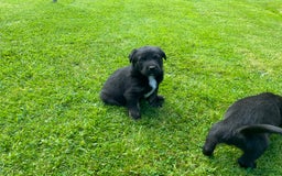Borador dogs for sale: Lab x collie puppies  - Image 4