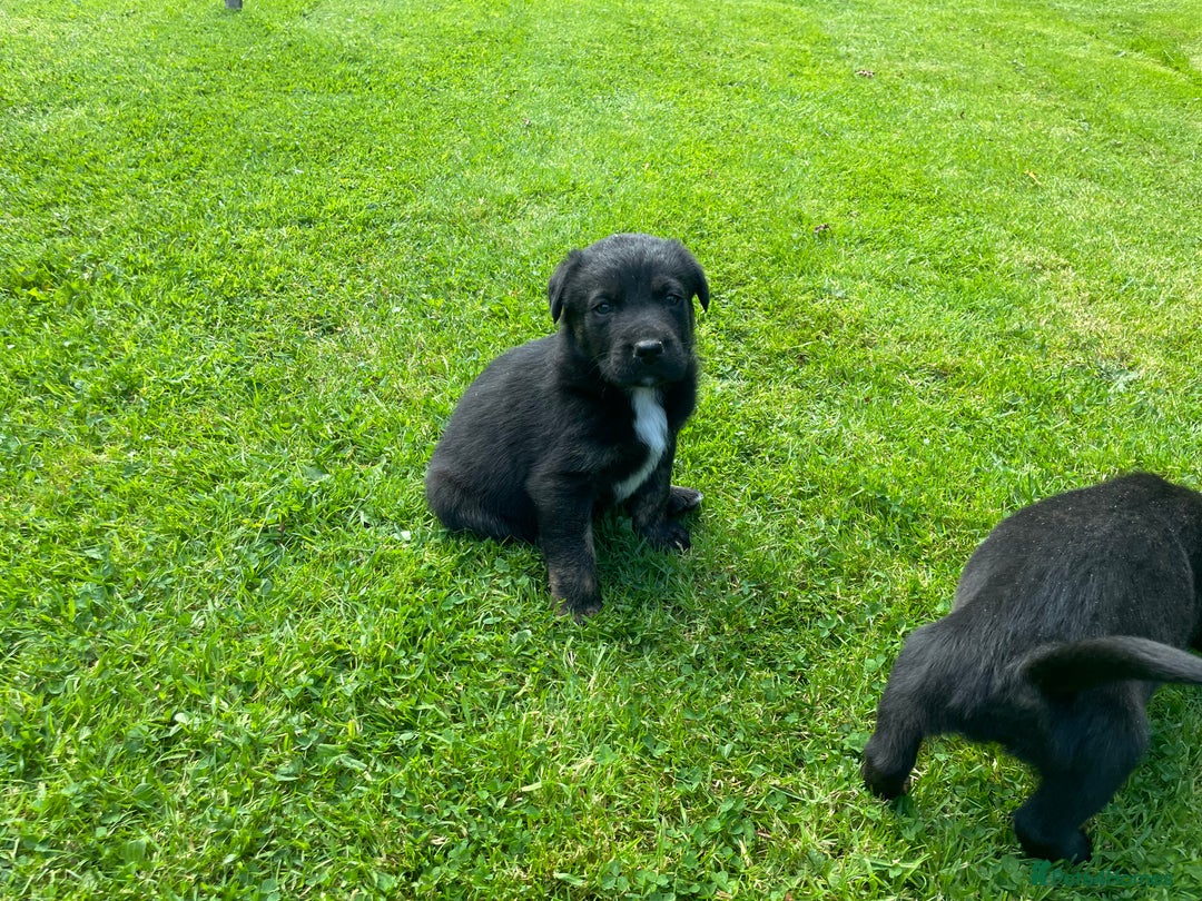 Borador dogs for sale: Lab x collie puppies  - Image 4