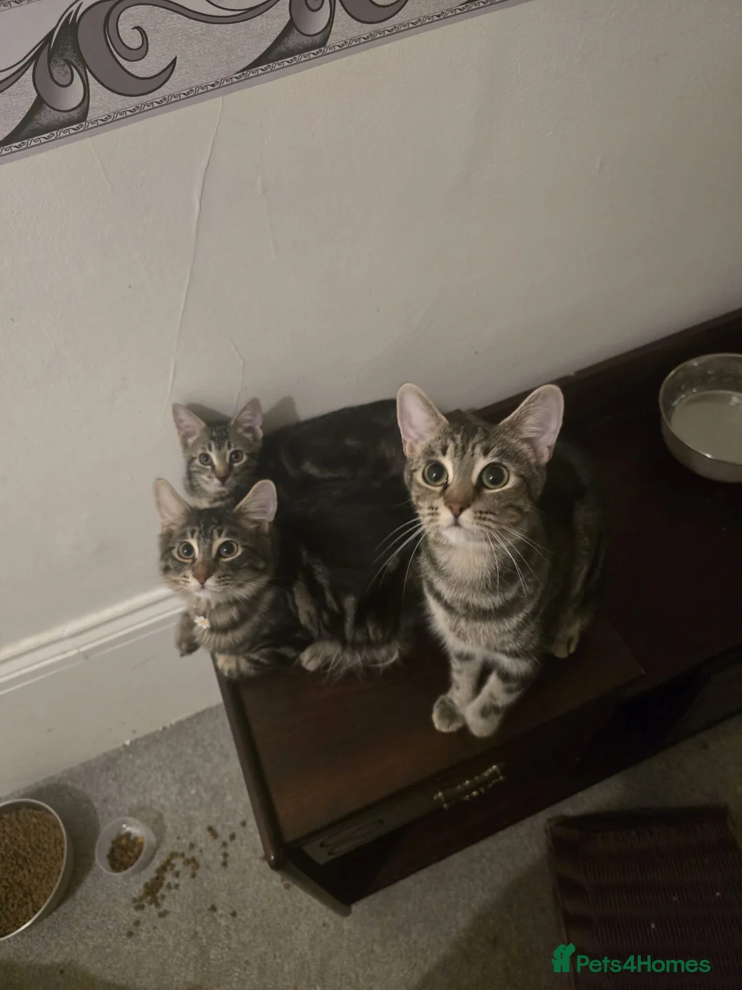 Mixed Breed cats for sale: Bengal cross kitten in Worthing - Advert 2