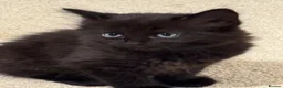 Mixed Breed cats for sale: My Four Adorable Kittens - Advert 6