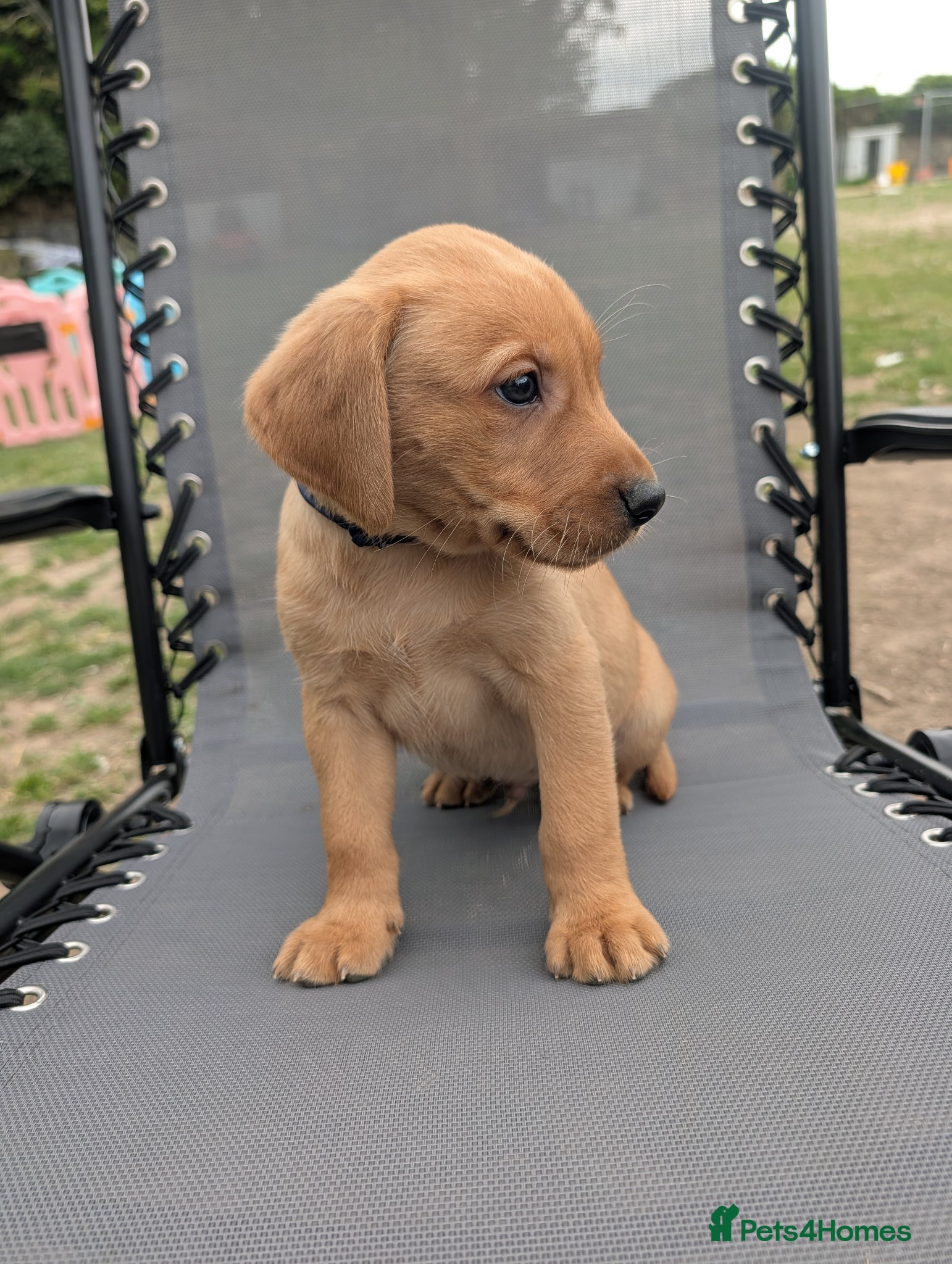 Labrador Retriever dogs Outstanding fox red Labrador puppies! Ready now! - Advert 2