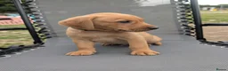 Labrador Retriever dogs for sale: Outstanding fox red Labrador puppies! Ready now! - Advert 2
