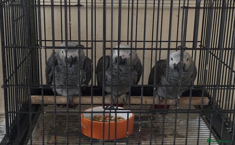Parrots birds - Advert 6