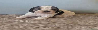 Cockapoo 1
