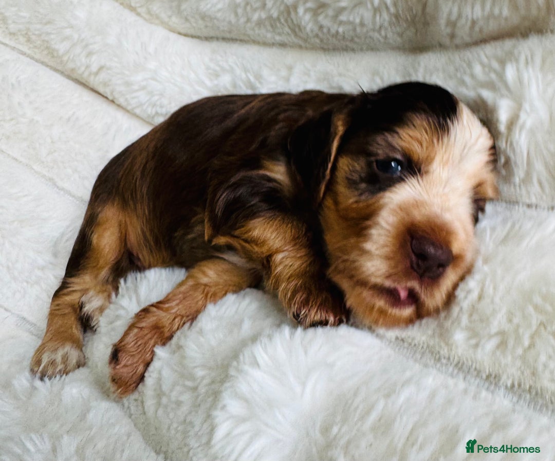 Cocker Spaniel dogs for sale: Quality Show Type Cocker Spaniel Puppies - Image 5