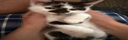 Mixed Breed cats for sale: Two Adorable Kittens Looking for Their  Home! - Advert 8